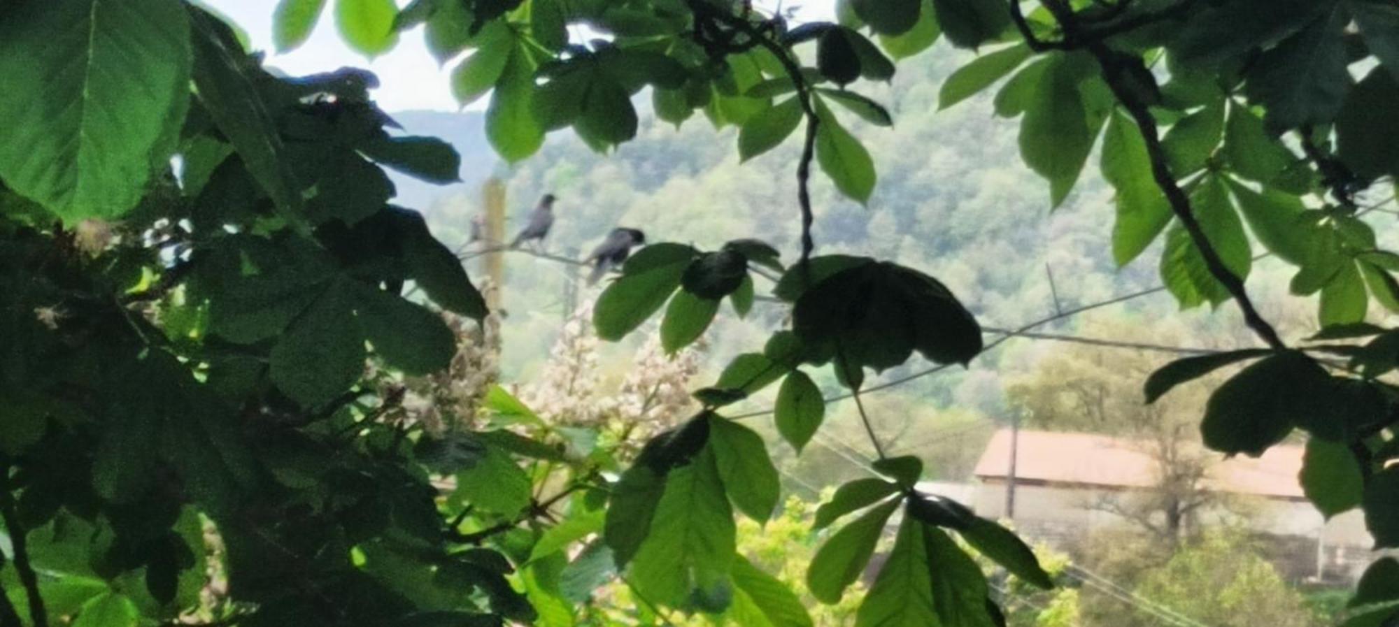 Allotjaments Rurals Can Punti Vallfogona de Ripolles Εξωτερικό φωτογραφία